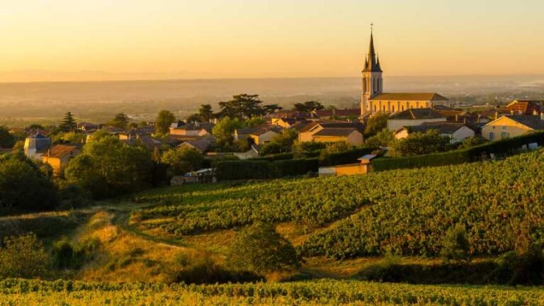 A volta por cima da uva Gamay no cenário dos vinhos