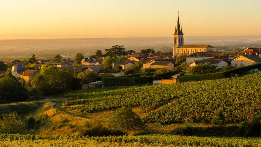 A volta por cima da uva Gamay no cenário dos vinhos